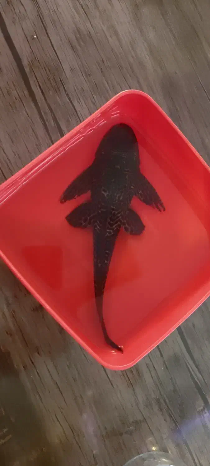 کت اسپرت|ماهی|خمینی‌شهر, |دیوار