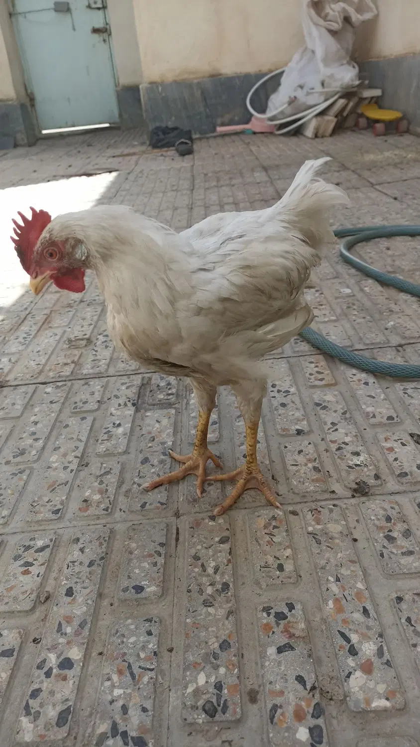 خروس|حیوانات مزرعه|اردبیل, |دیوار