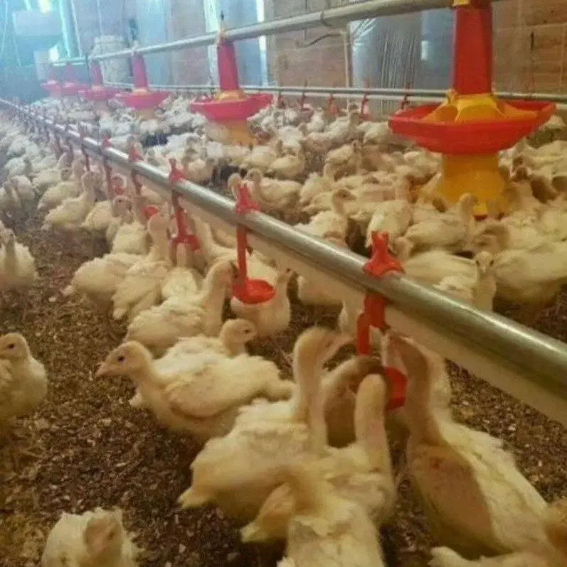 جوجه بوقلمون بیوتی۶فوق سنگین|حیوانات مزرعه|قزوین, |دیوار