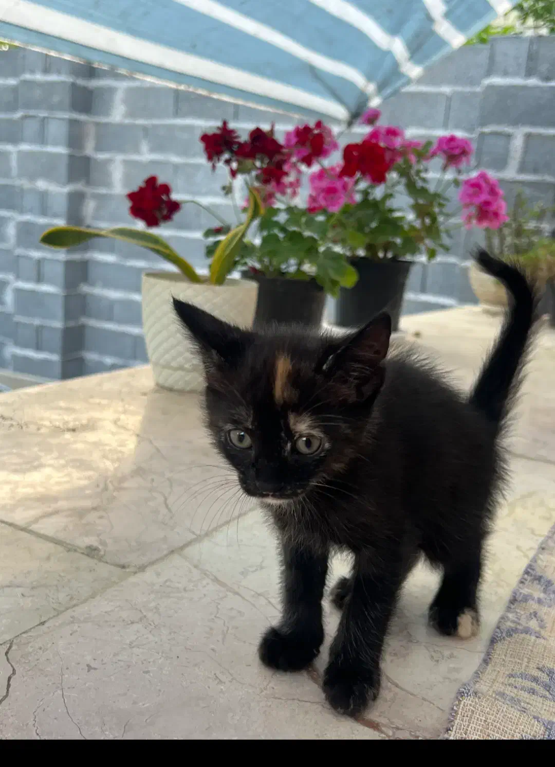 گربه|گربه|شفت, |دیوار
