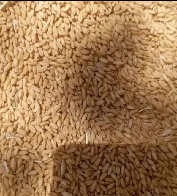 گندم|عمده‌فروشی|ارومیه, |دیوار