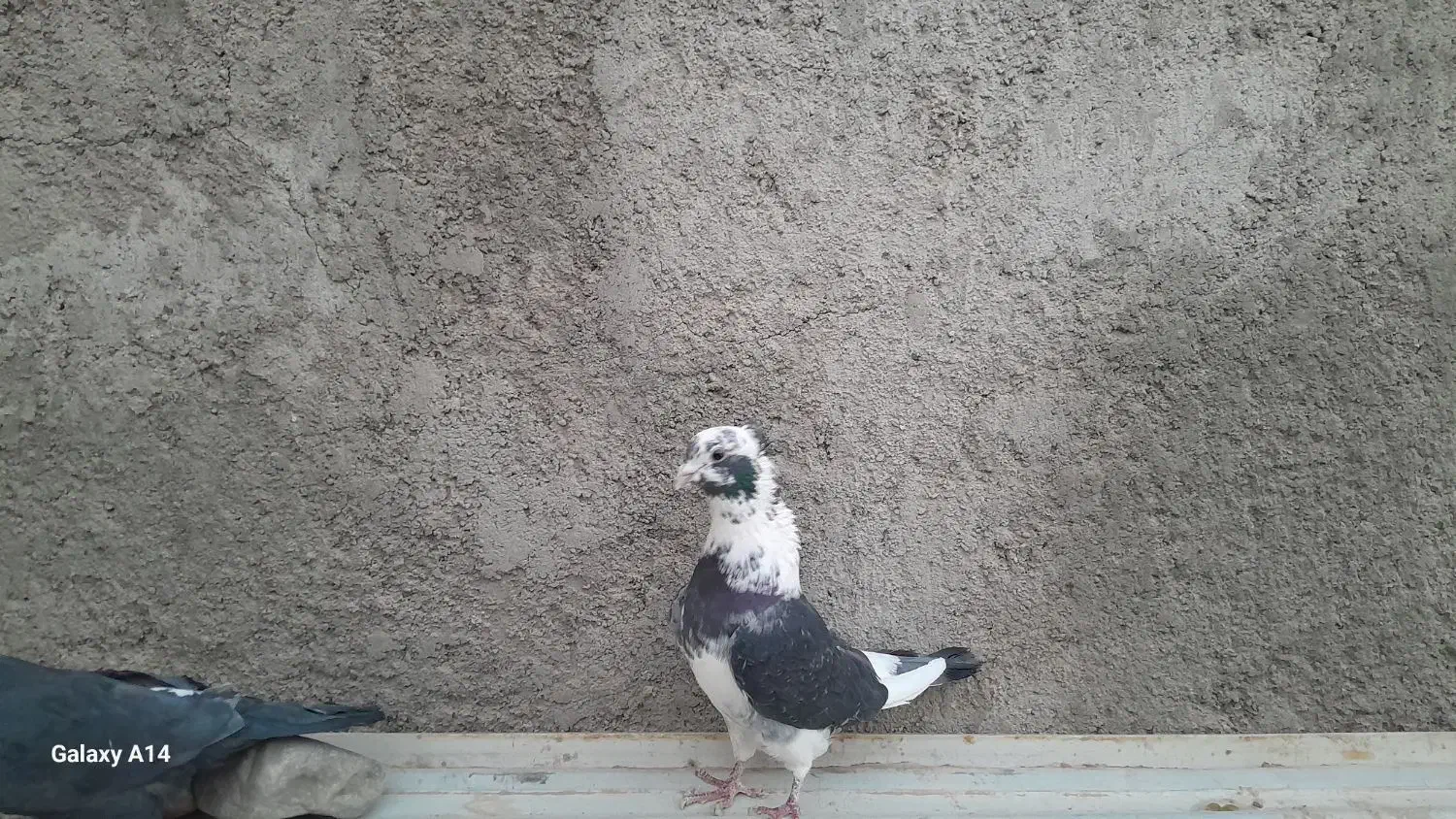 پرنده|پرنده|زارچ, |دیوار