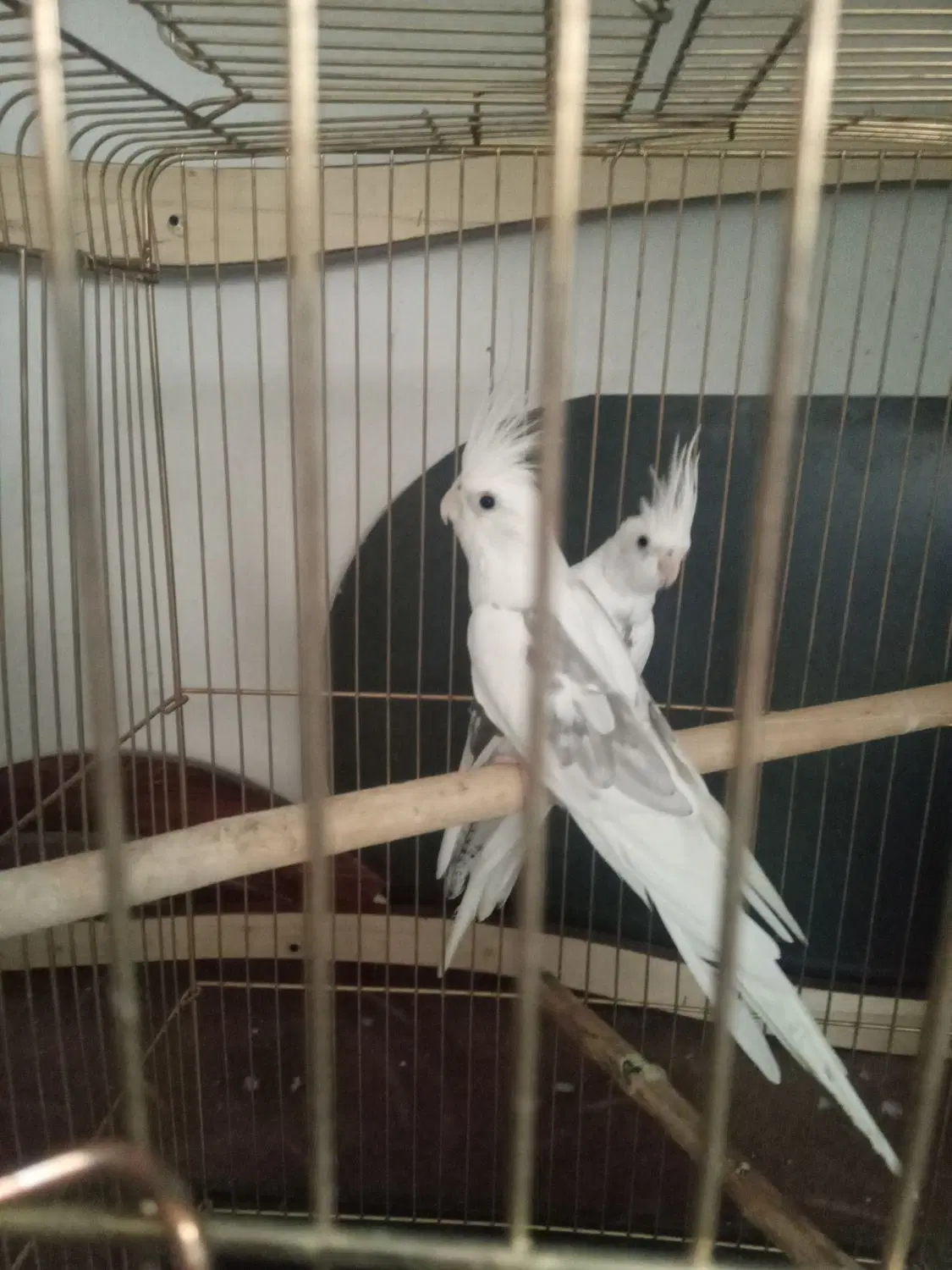 ﻋﺮﻭﺱ ﺁﻟﺒﻴﻨﻮ|پرنده|میاندوآب, |دیوار