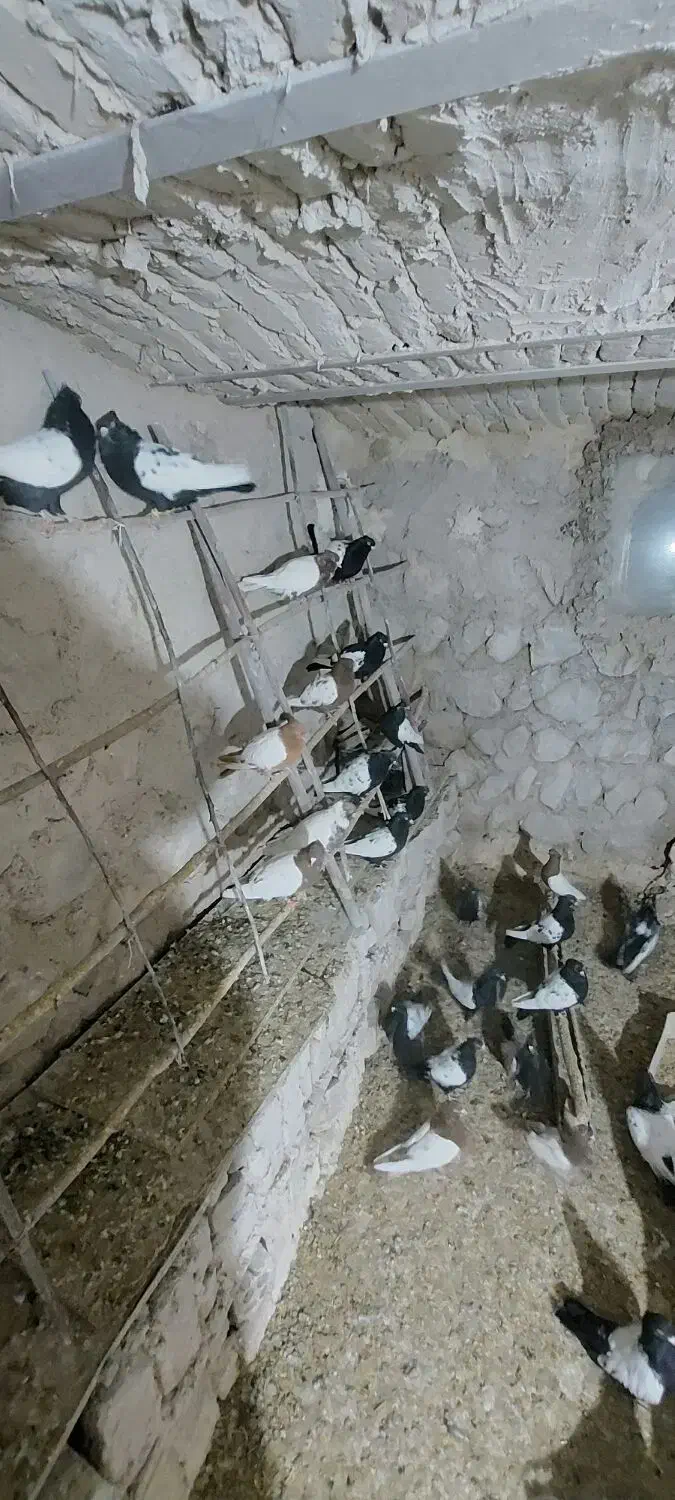 کبوتر|پرنده|بجنورد, |دیوار