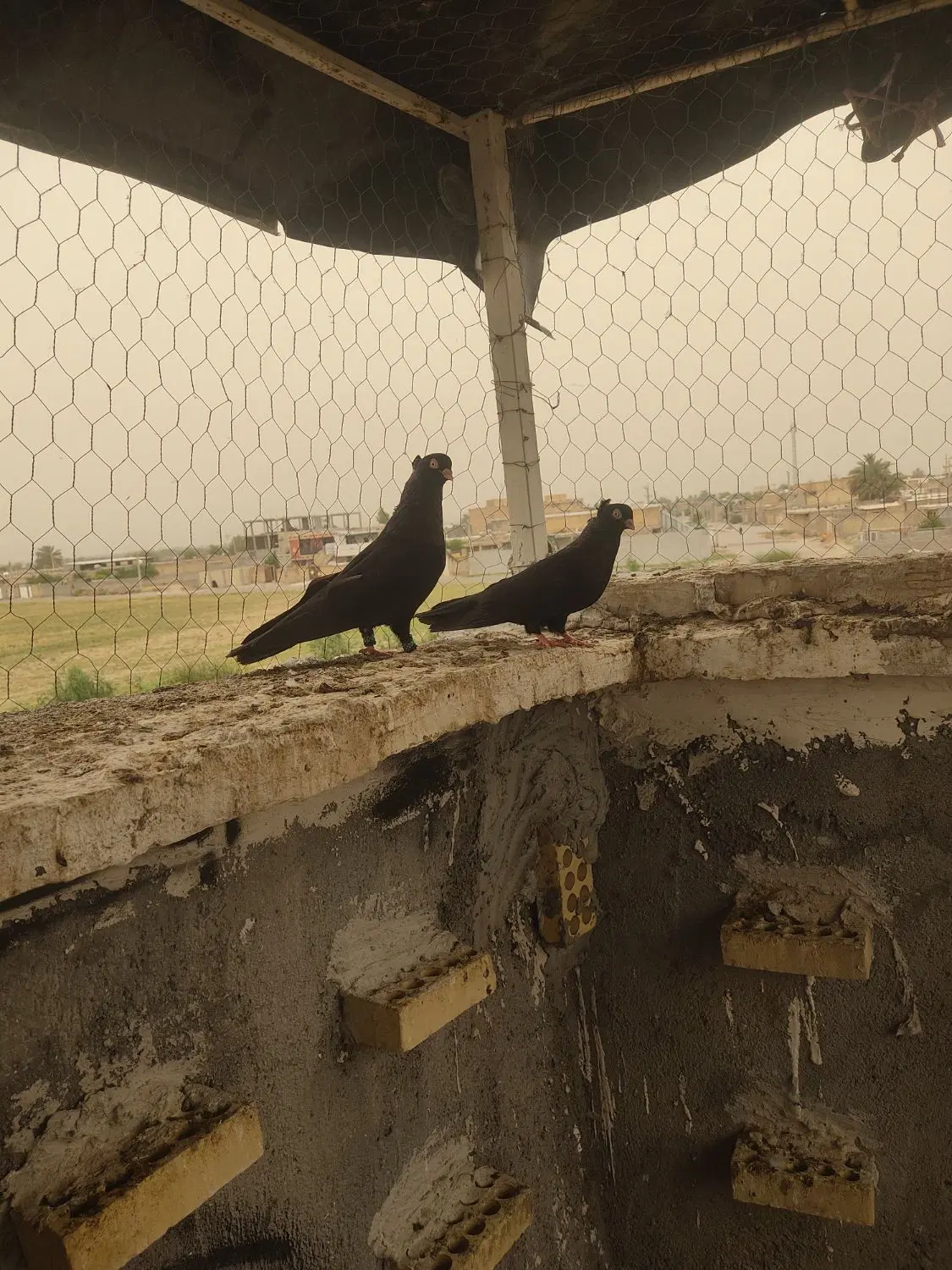 کبوتر|پرنده|گتوند, |دیوار