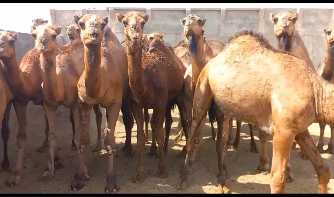 شتر|حیوانات مزرعه|نهبندان, |دیوار