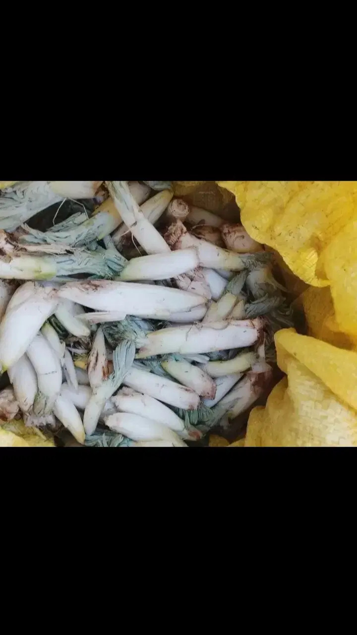 دارو|گل و گیاه طبیعی|شیراز, لشکری‎|دیوار