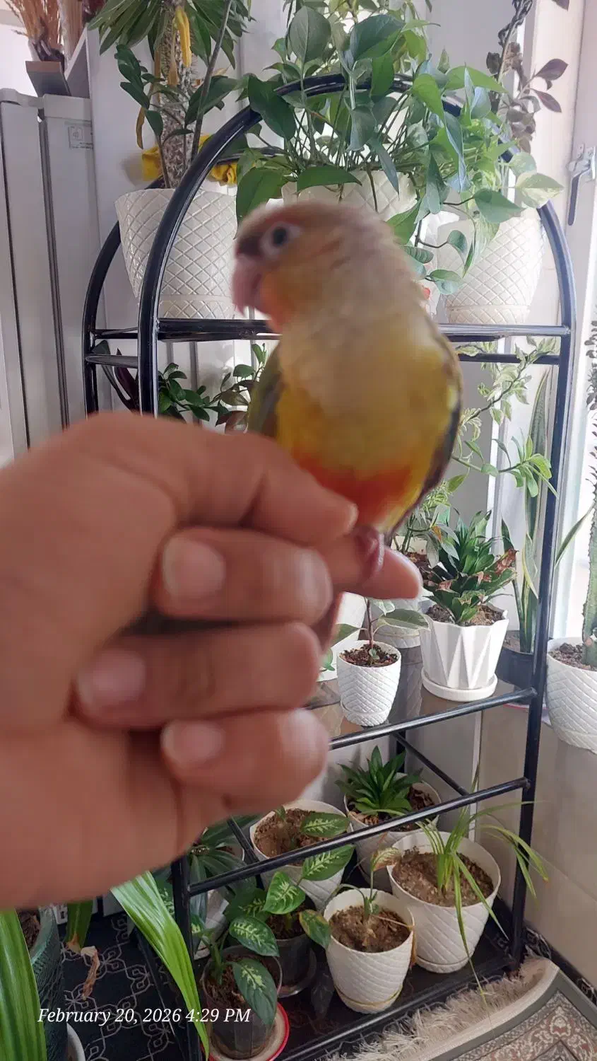 گرینچیک گمشده|حیوانات|شیراز, ریشمک|دیوار