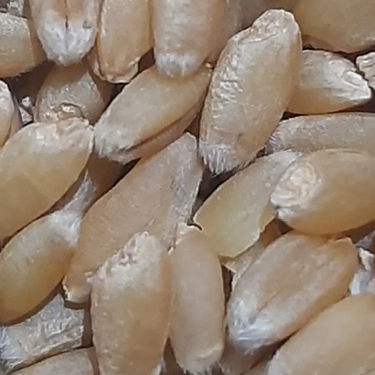 گندم|خوردنی و آشامیدنی|بهبهان, |دیوار