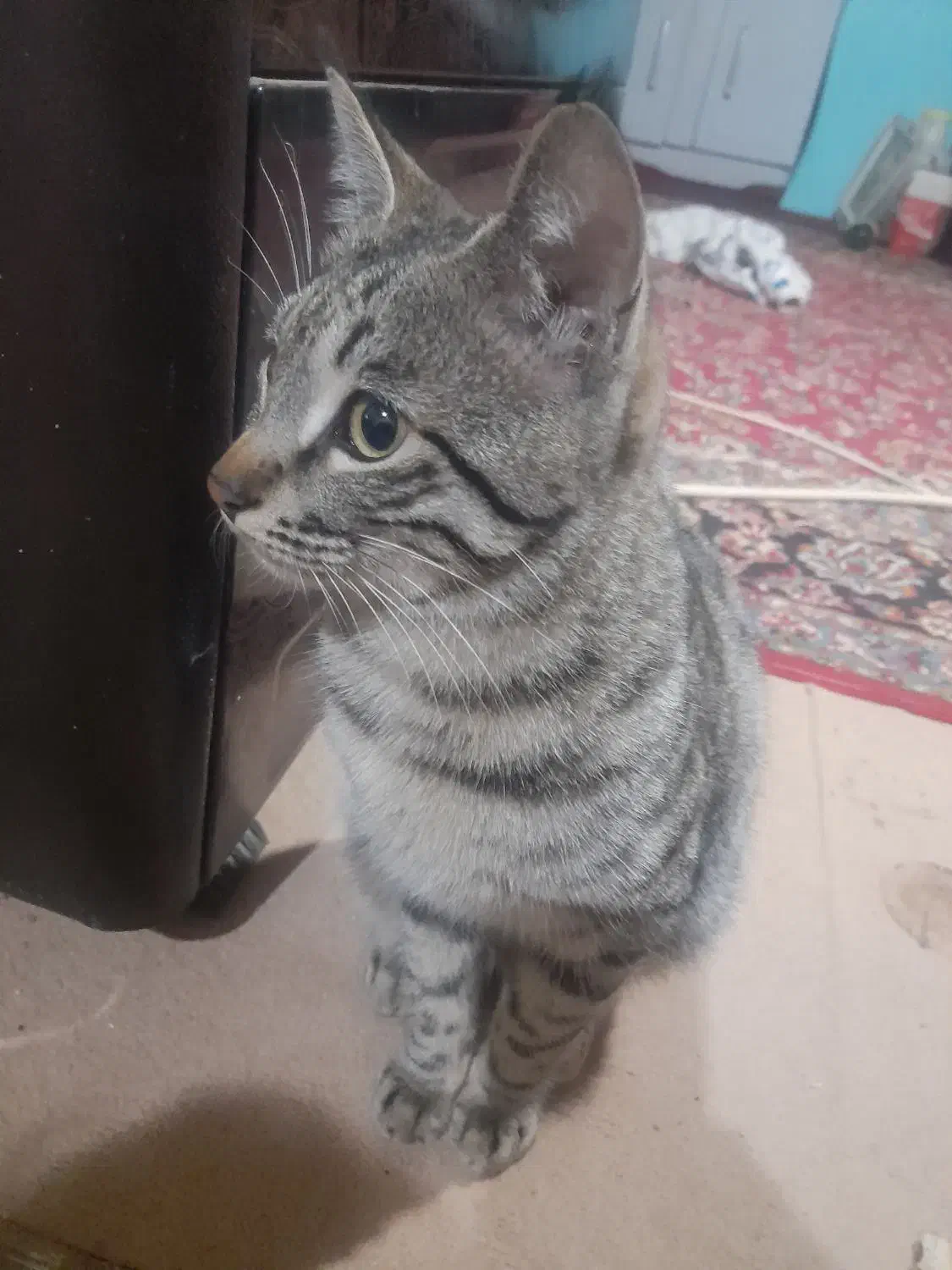 گربه خانگی|گربه|اسفراین, |دیوار