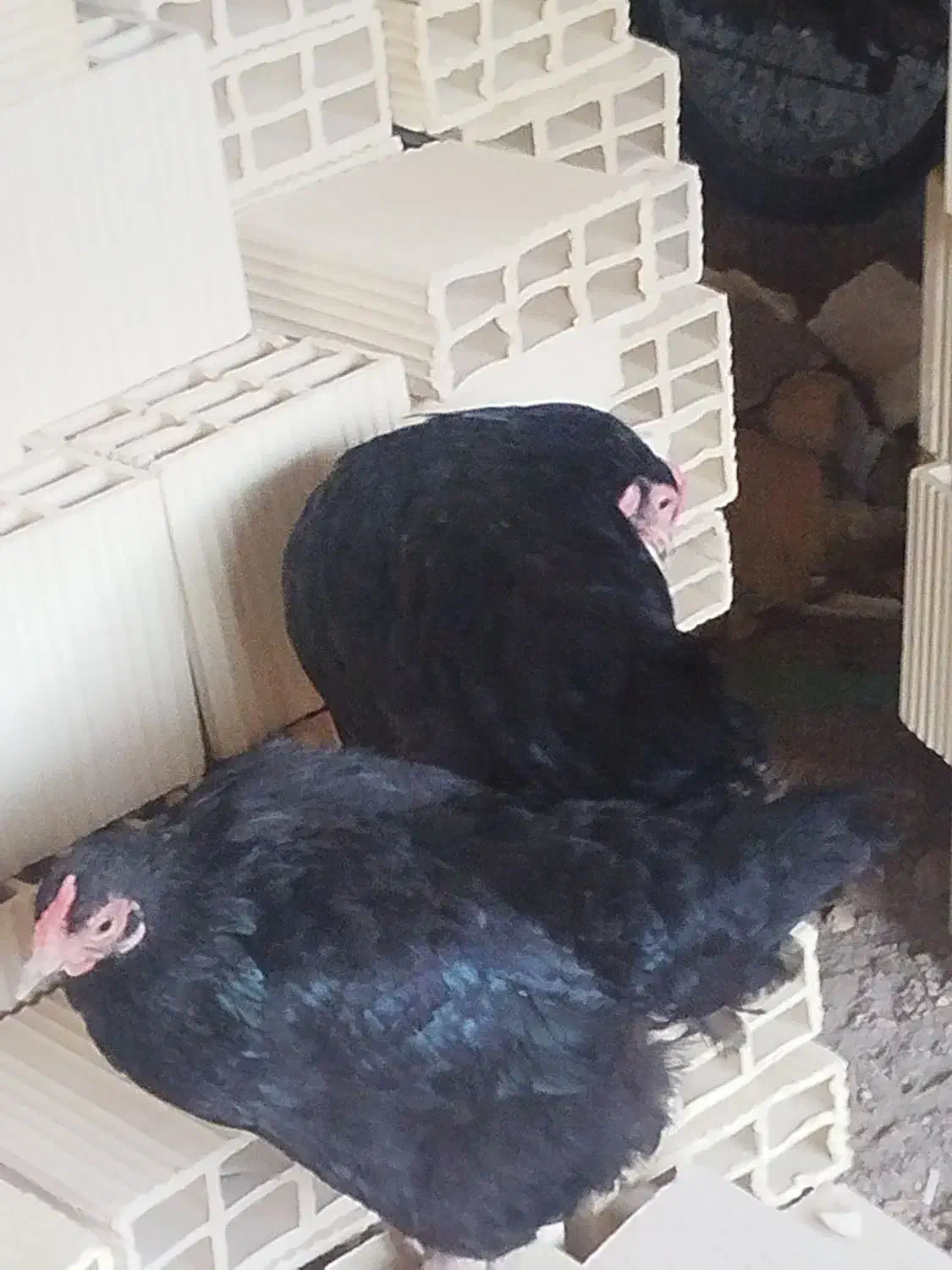 مرغ|حیوانات مزرعه|حمیدیا, |دیوار