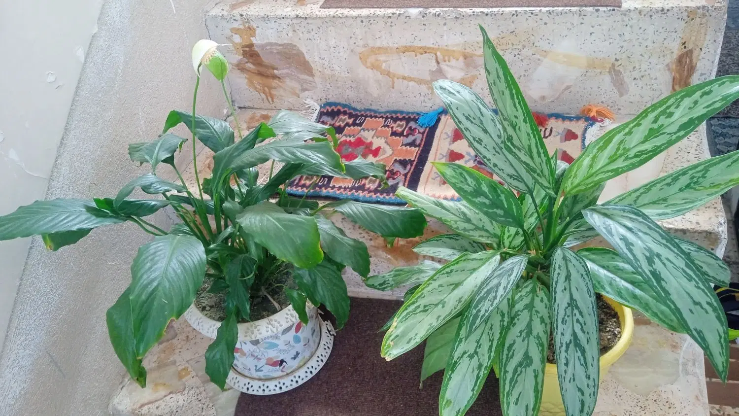 گل گیاه|گل و گیاه طبیعی|سنندج, |دیوار