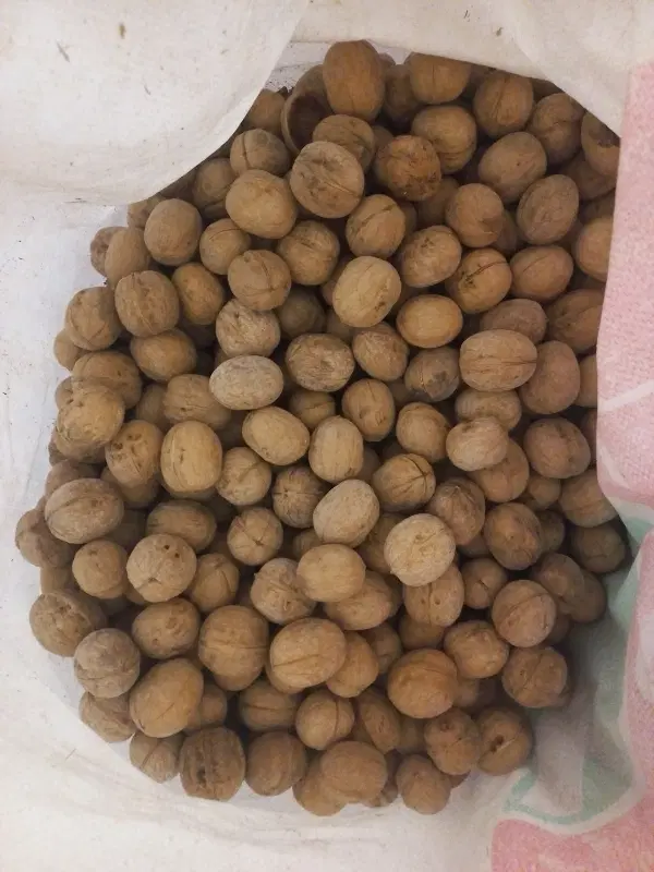 گردو|خوردنی و آشامیدنی|خورموج, |دیوار