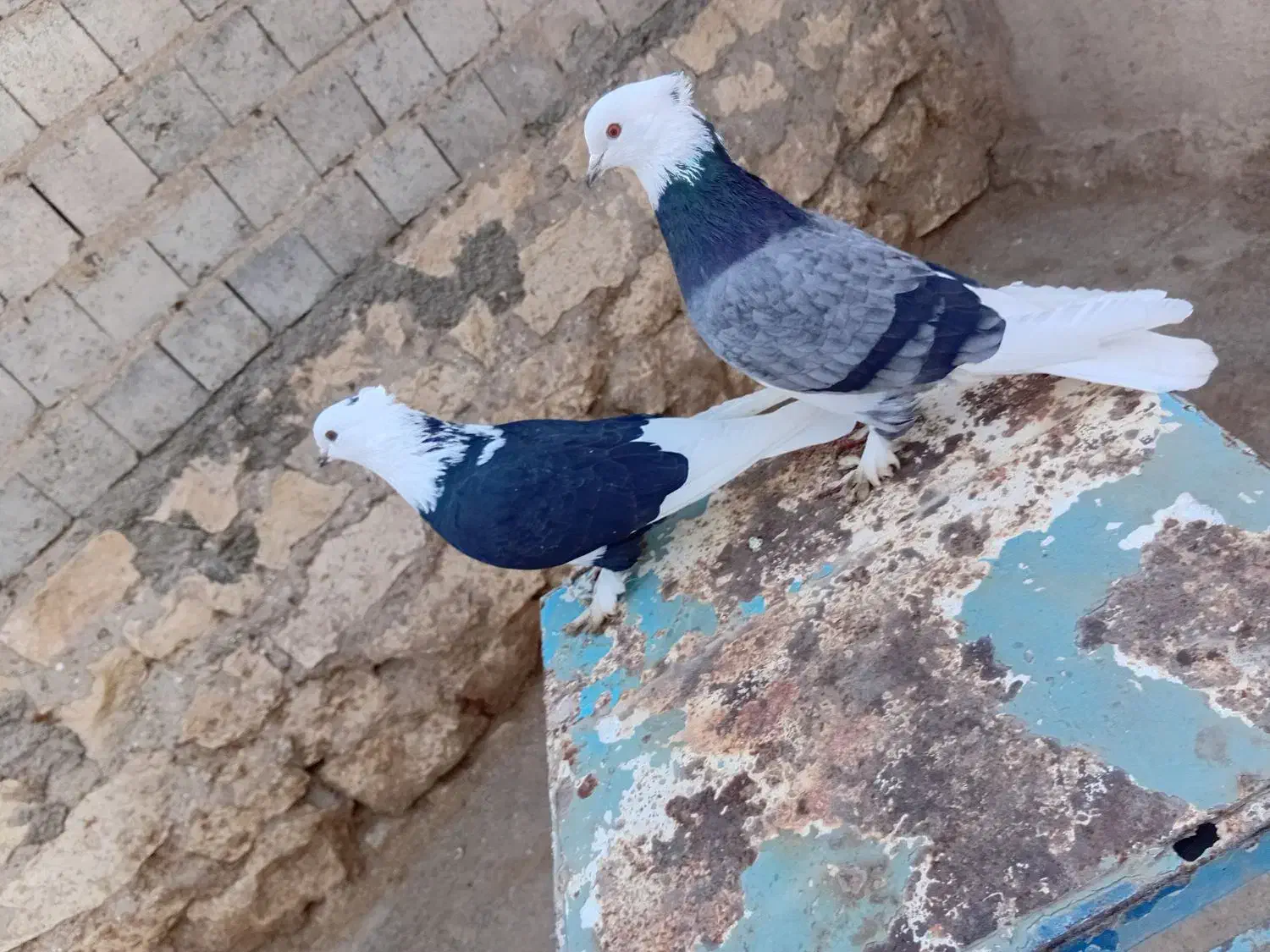 کبوتر|پرنده|محمدیار, |دیوار