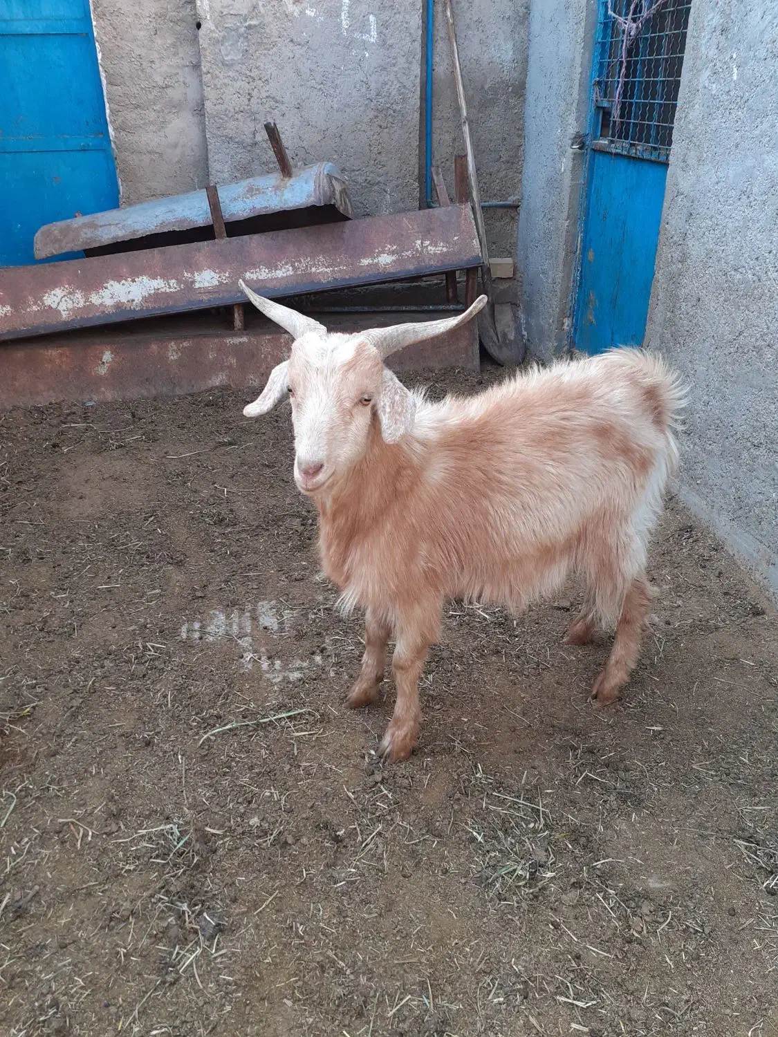 بزغاله نرفروشی|حیوانات مزرعه|جوادآباد, |دیوار