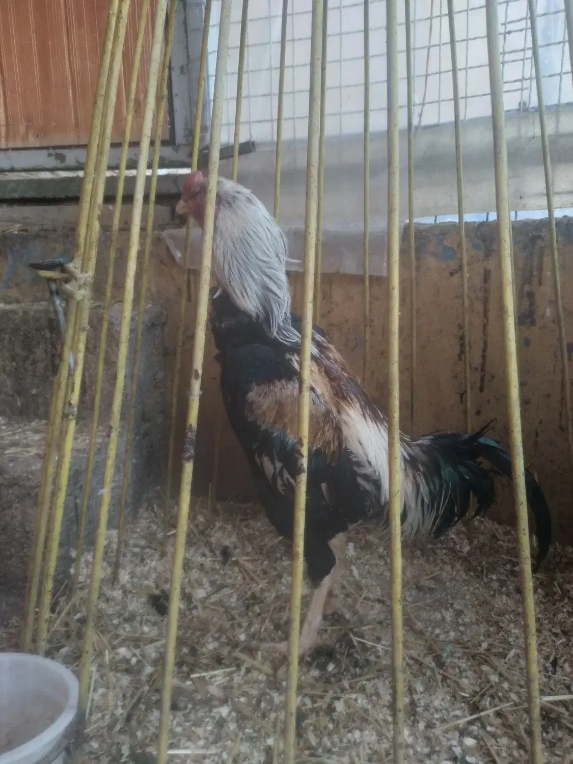 لاری|حیوانات مزرعه|کرج, آتشگاه|دیوار