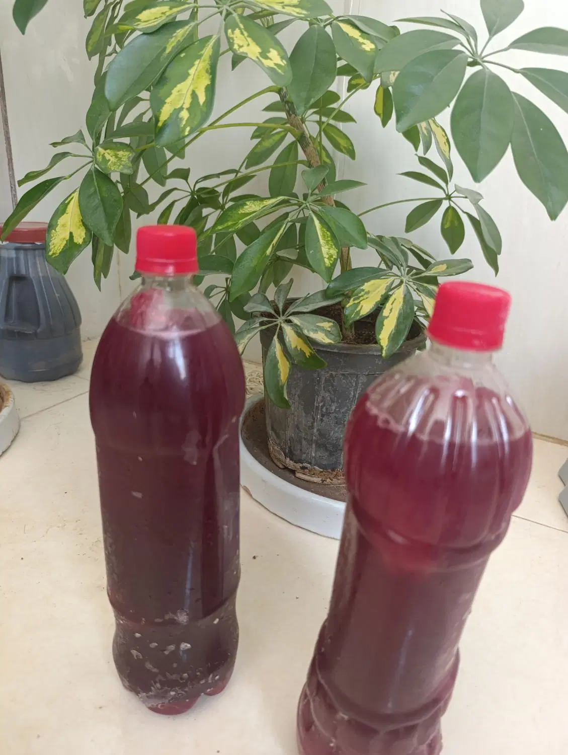 اب انار|خوردنی و آشامیدنی|خورموج, |دیوار