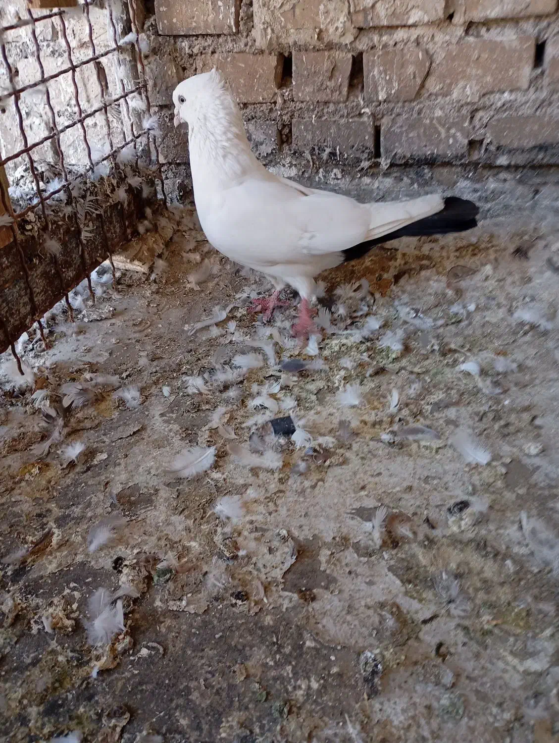 کبوتر|حیوانات|اهواز, حصیرآباد|دیوار