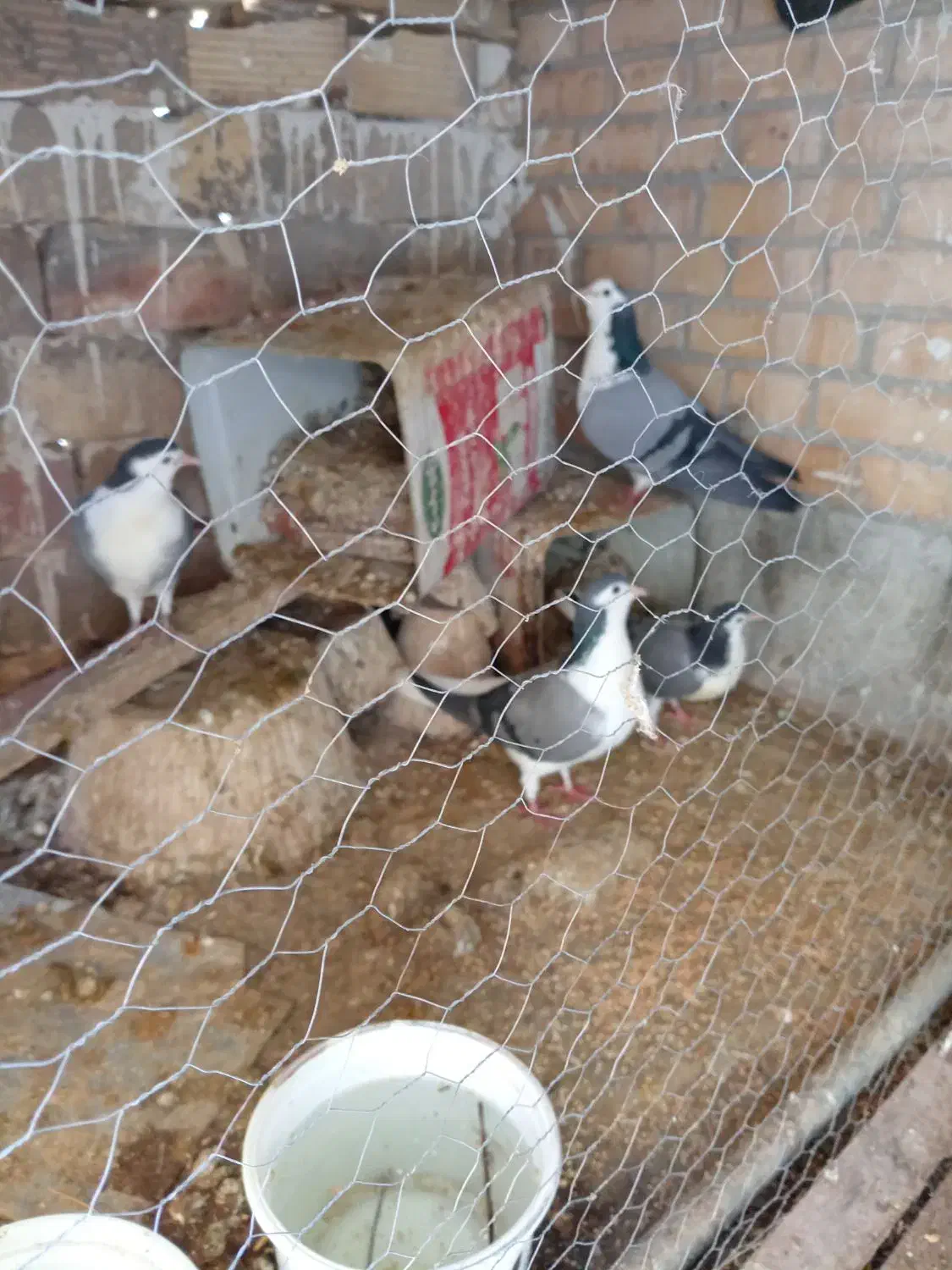 کفتردمگیر|پرنده|اصفهان, کلمان|دیوار