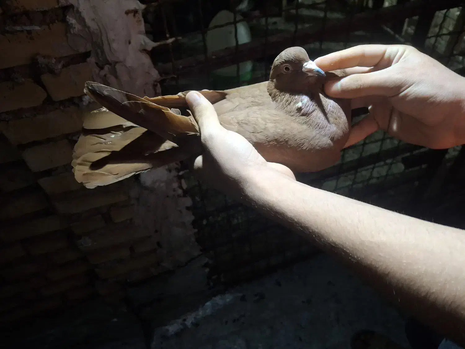 کبوتر رنگی|پرنده|خرمشهر, |دیوار