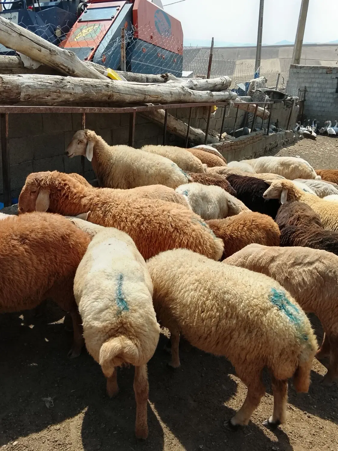 بره|حیوانات مزرعه|گرمی, |دیوار