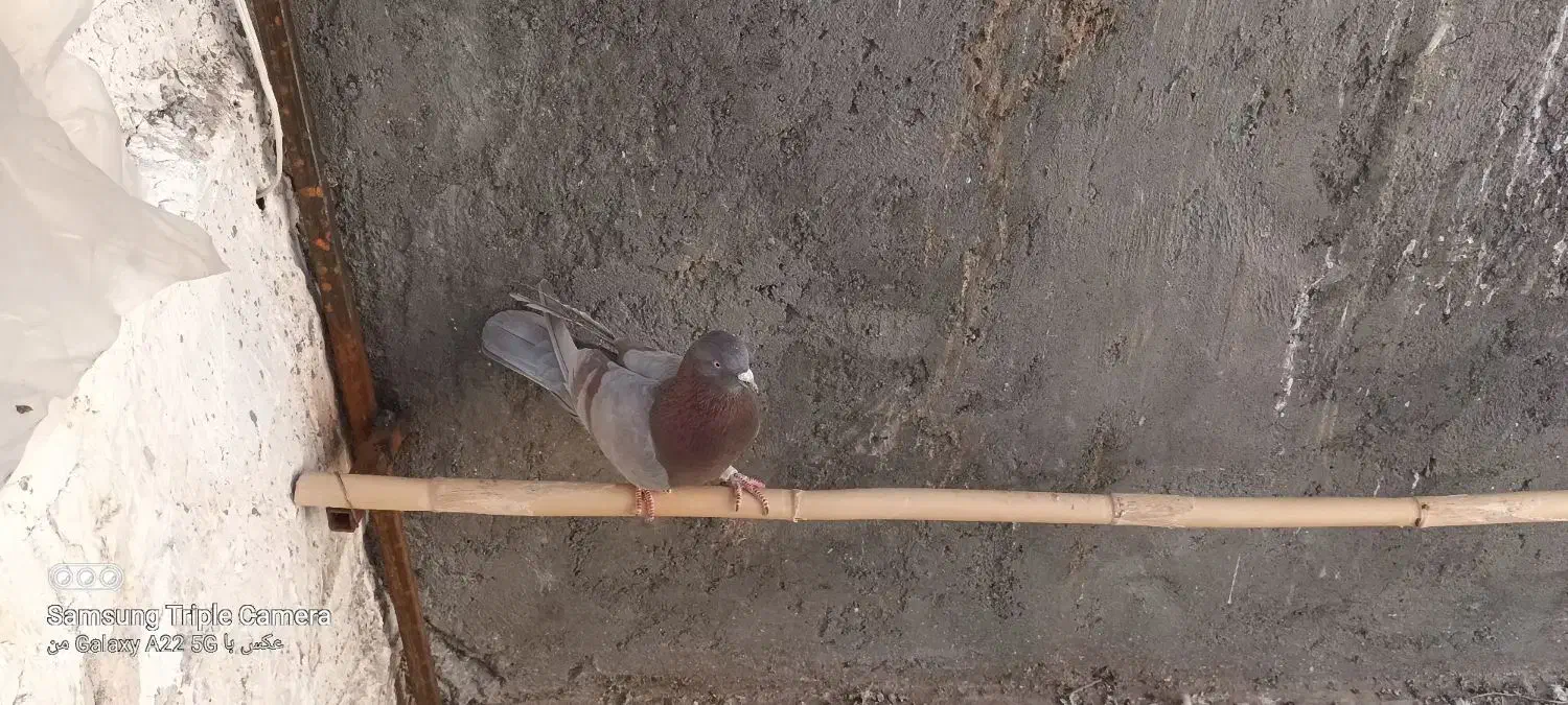 نر مسجدی|پرنده|سیرجان, |دیوار