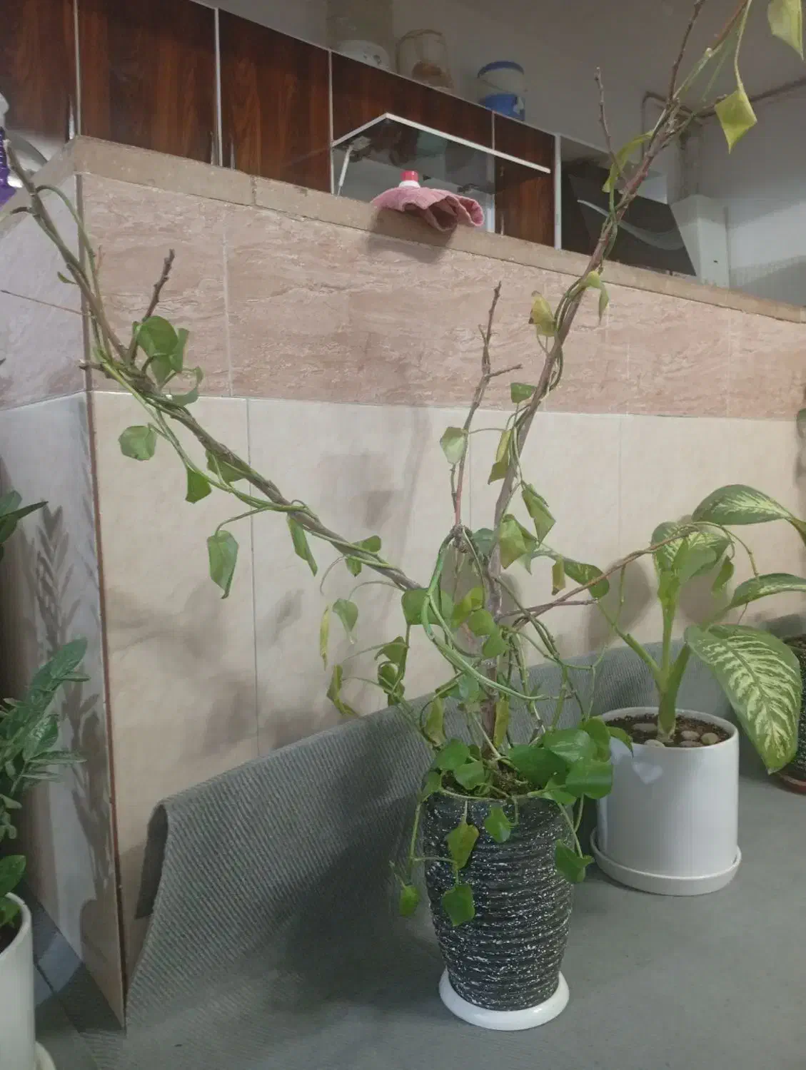 پتوس|گل و گیاه طبیعی|سبزوار, شرق کال شمالی|دیوار