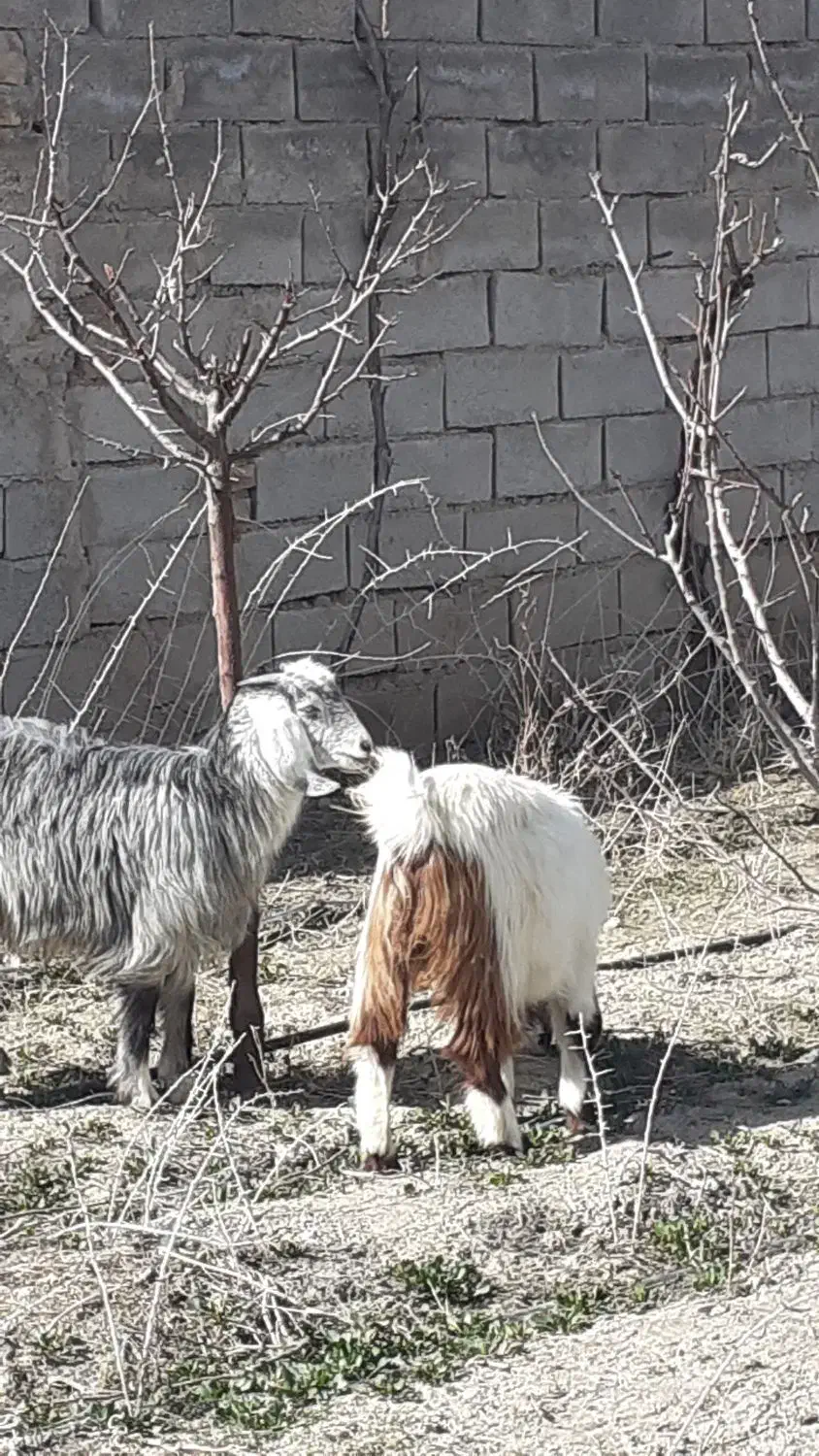 بزغاله ی چاووش سه عدد|حیوانات مزرعه|نیشابور, شهرک رضوی|دیوار