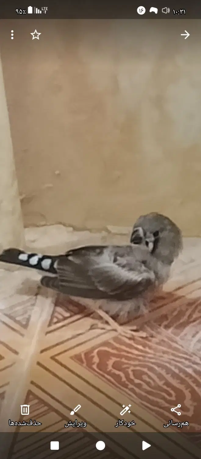 فنچ|پرنده|میبد, |دیوار