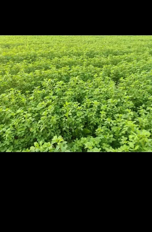 یونجه|لوازم جانبی حیوانات|باوی, |دیوار