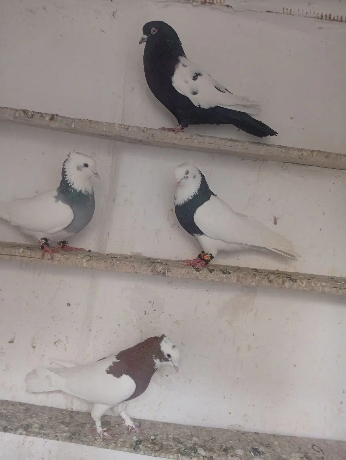 کبوتر|پرنده|بم, |دیوار