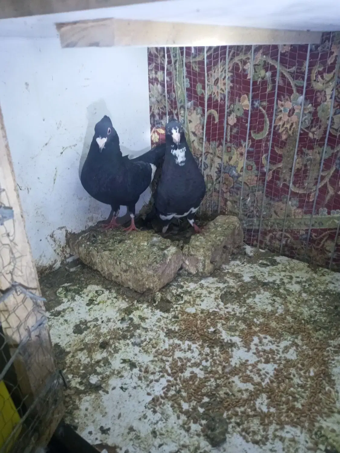 کفتر|پرنده|رفسنجان, |دیوار