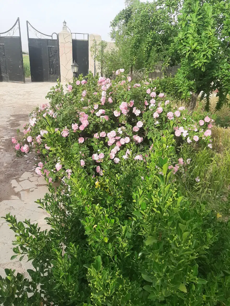 تصویر 3
