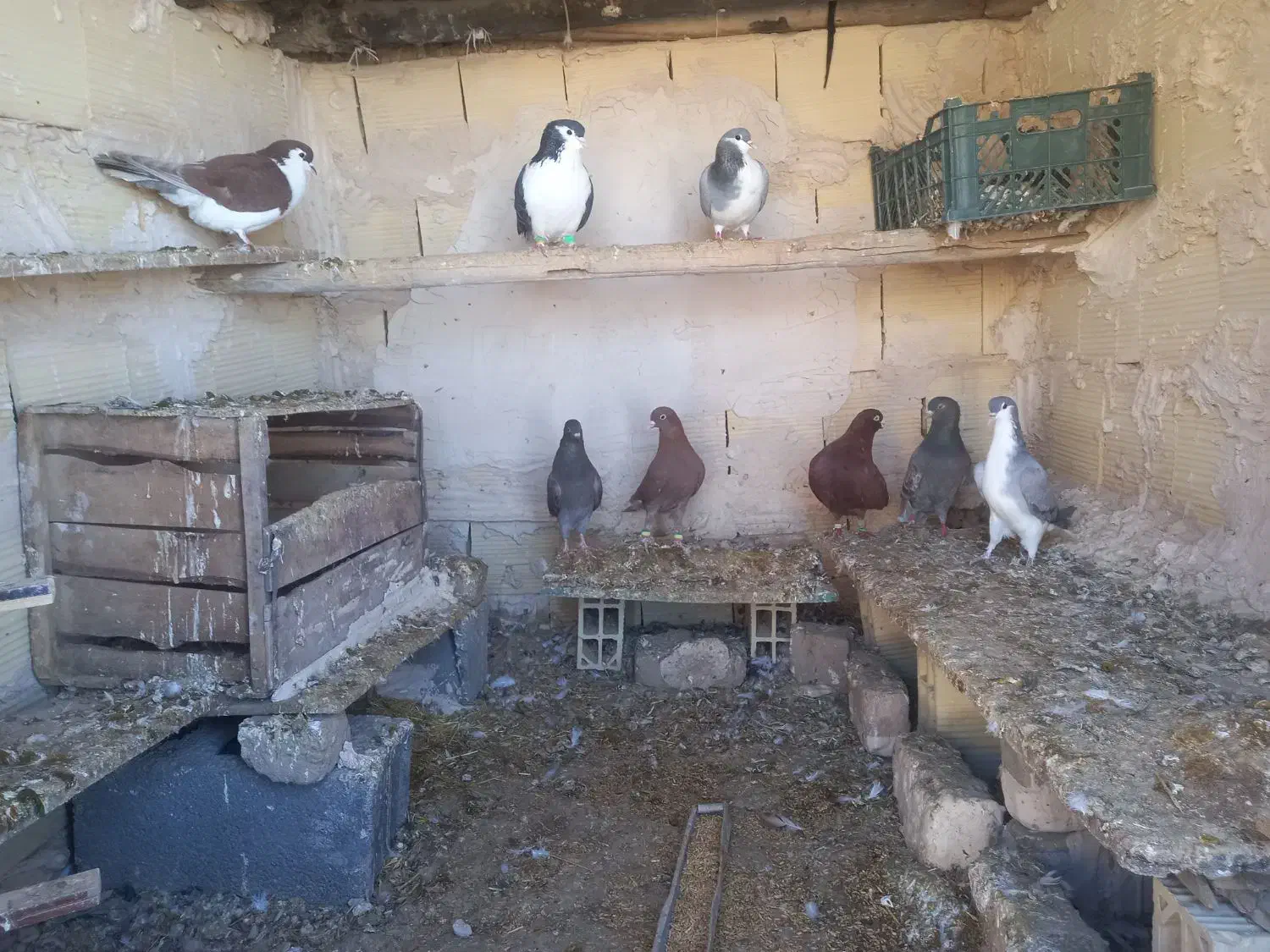 دم‌سفید|پرنده|قوچان, |دیوار