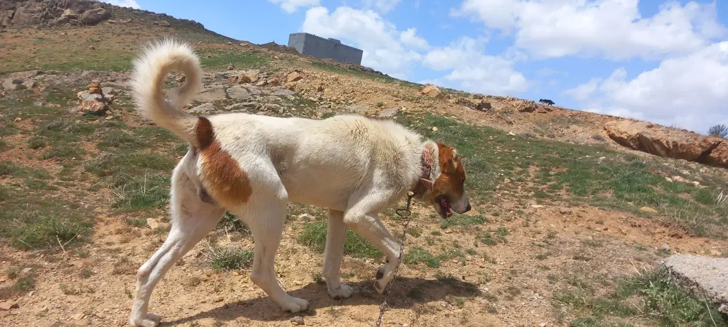 سگ.|سگ|بروجرد, |دیوار