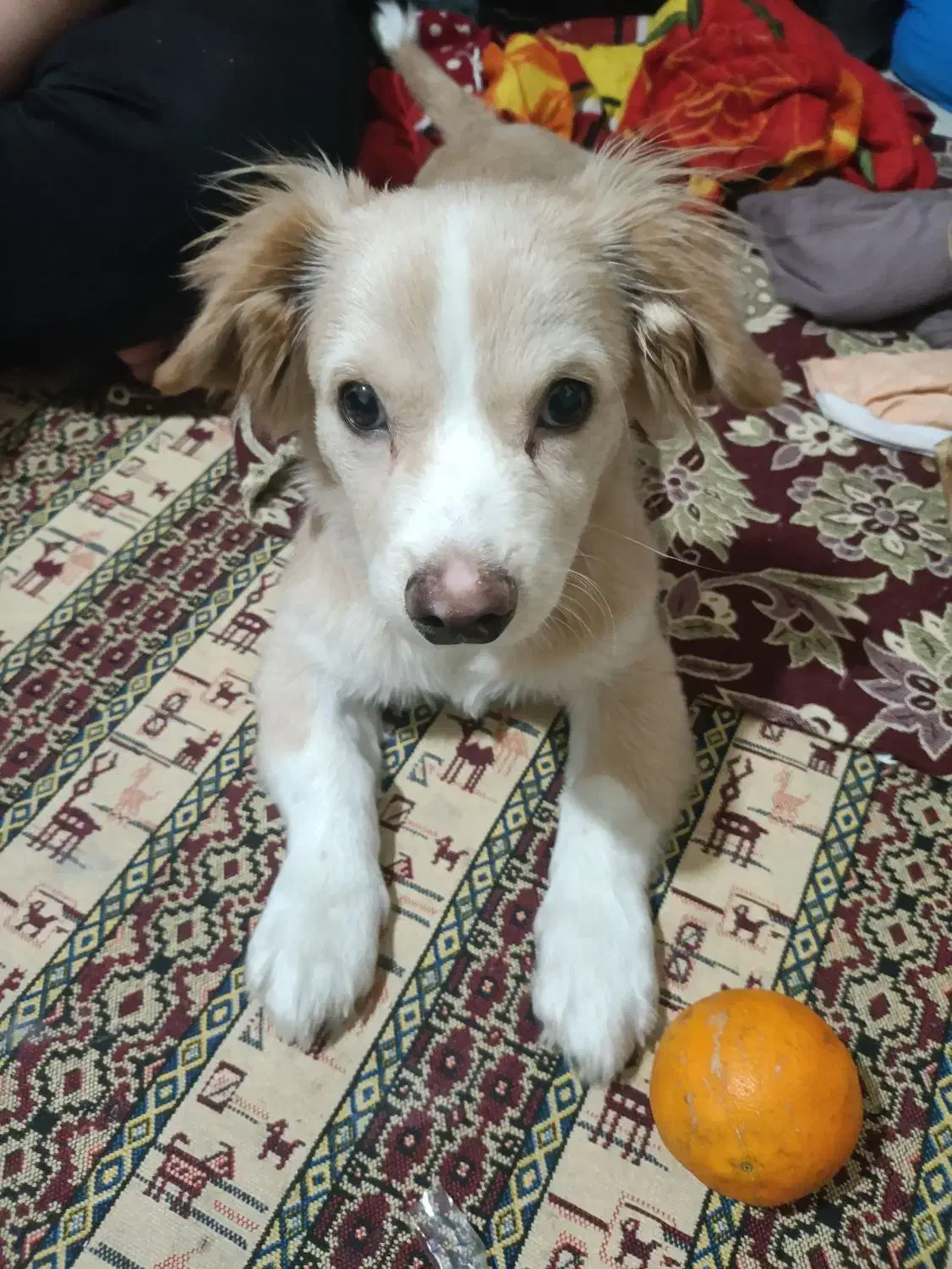 توله سگ|سگ|محمدشهر, شهرک پیام (مهرالبرز)|دیوار