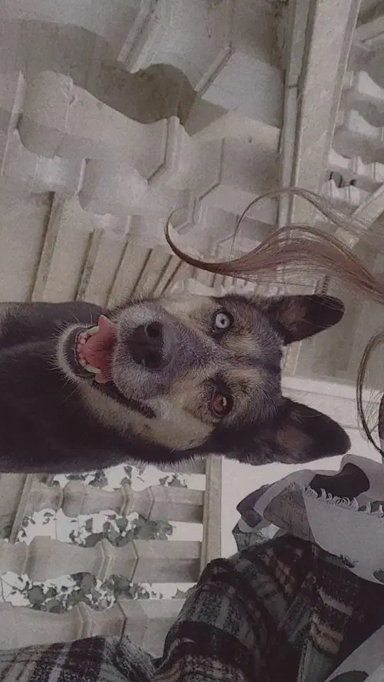 سگ گمشده|حیوانات|تهران, کیانشهر|دیوار