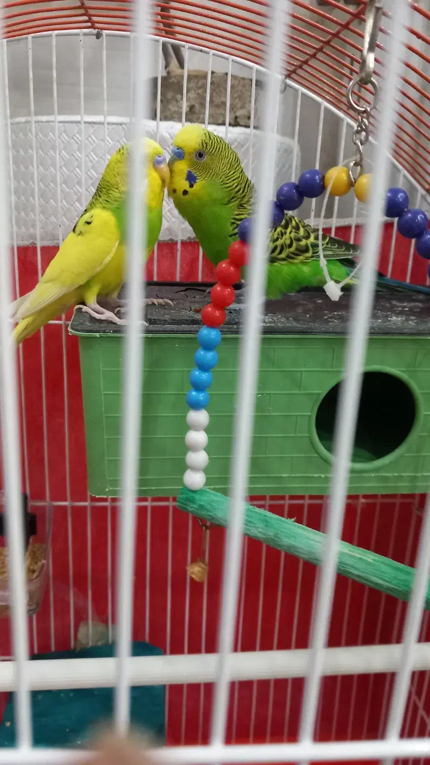 مرغ عشق|پرنده|رباطکریم, نصیرشهر|دیوار