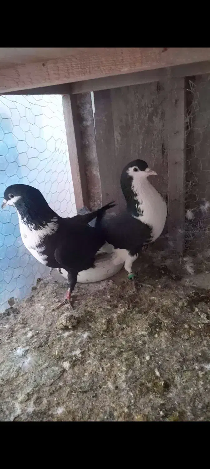 کبوتر|پرنده|قائم‌شهر, |دیوار