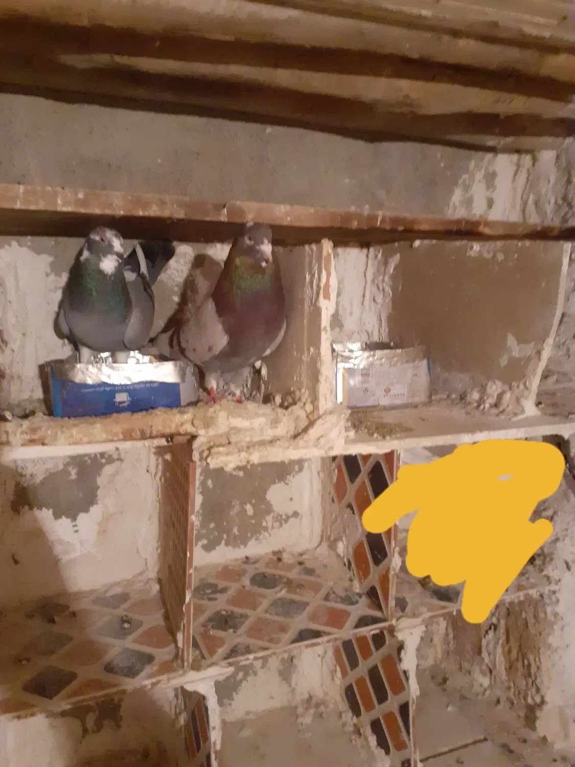 کبوتر|پرنده|هریس, |دیوار