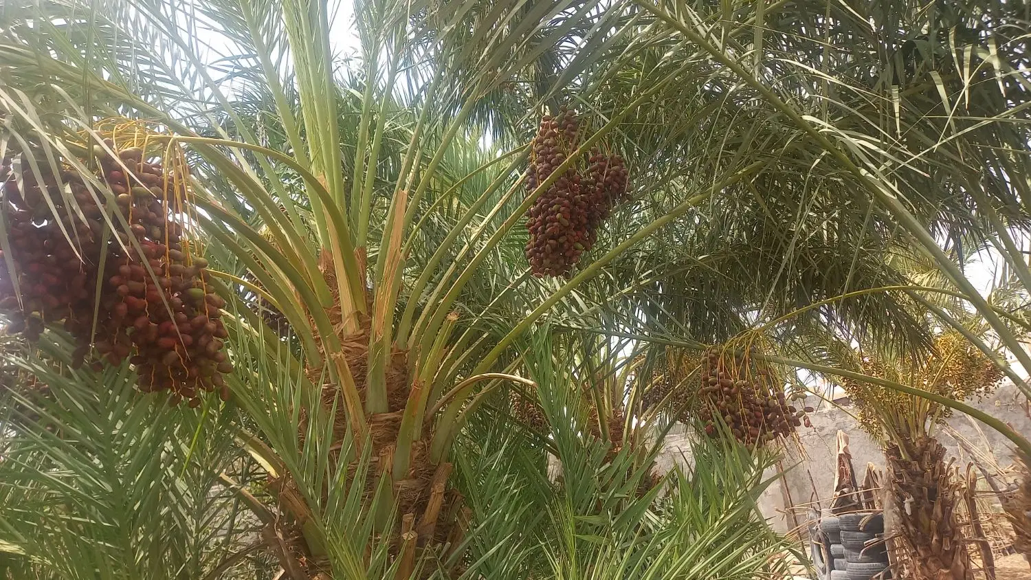 خرما|خوردنی و آشامیدنی|ایرانشهر, |دیوار