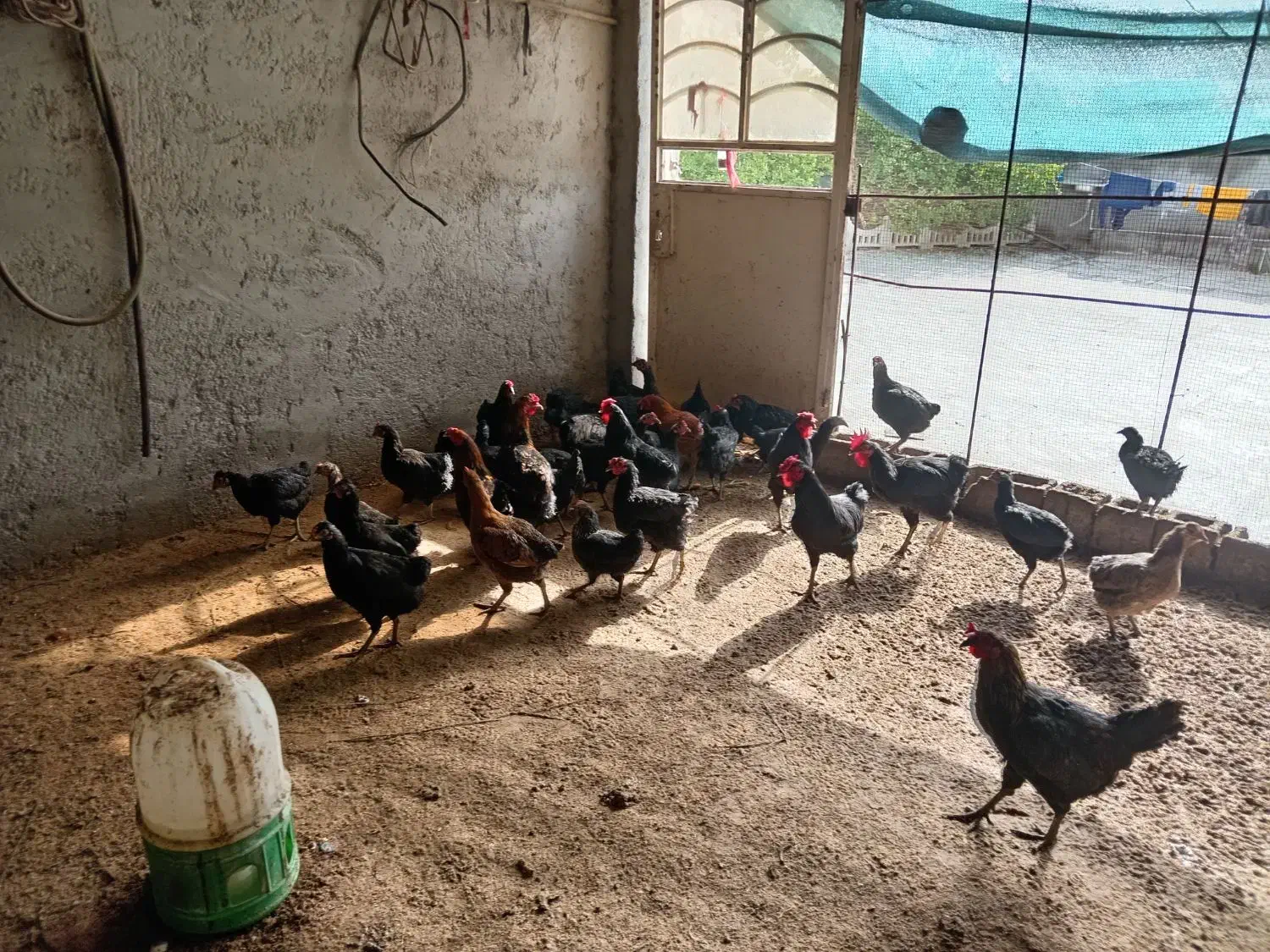 مرغ محلی|حیوانات مزرعه|اهرم, |دیوار