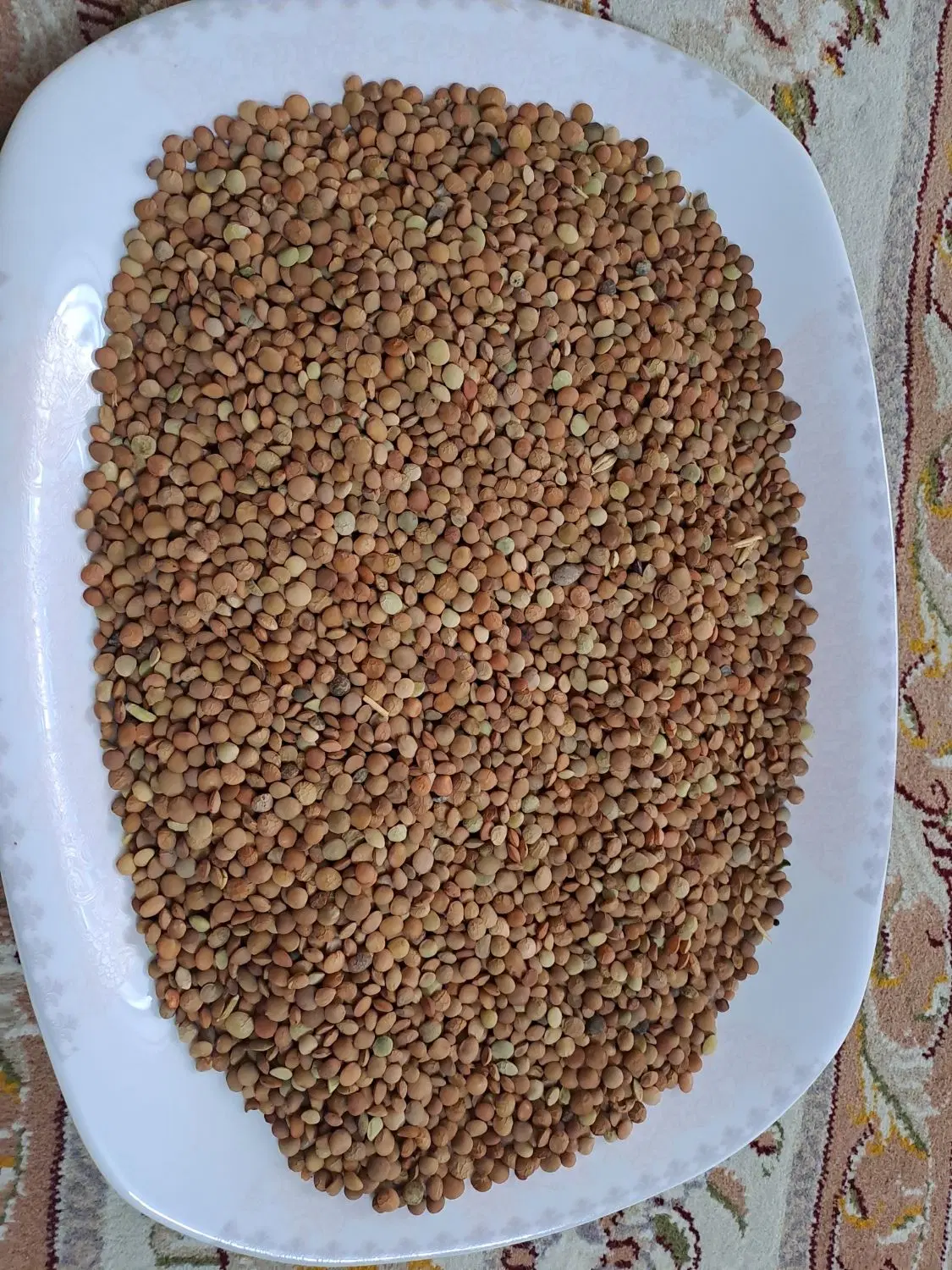 عدس بومی|خوردنی و آشامیدنی|اصفهان, شهید رجایی|دیوار