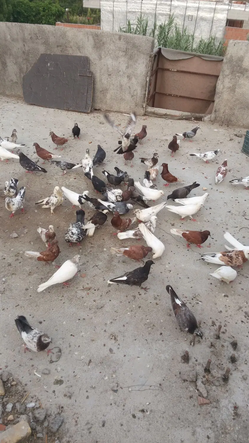 کفتر|پرنده|فاضل آباد, |دیوار
