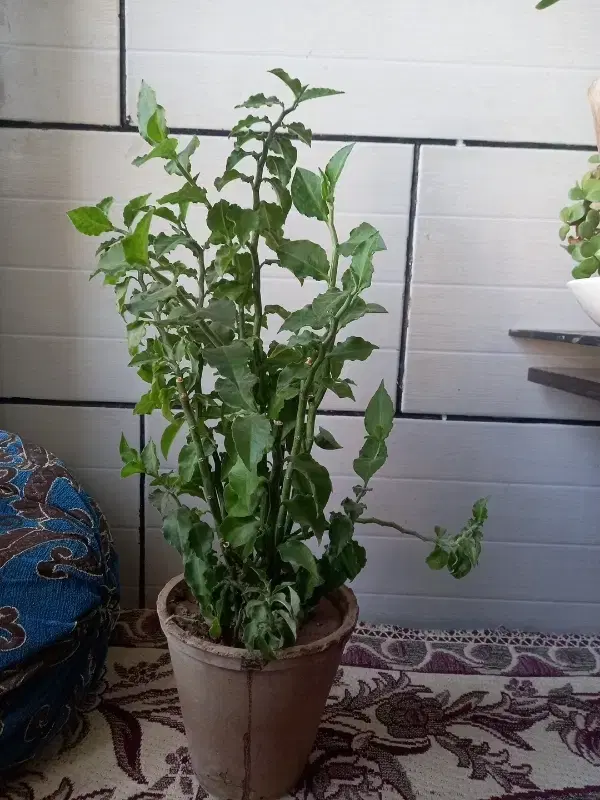 تعدادی گل|گل و گیاه طبیعی|کرمان, |دیوار