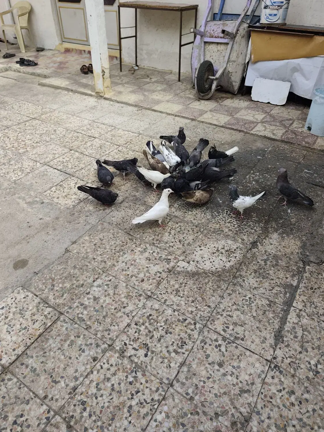 کبوتر|پرنده|چغادک, |دیوار