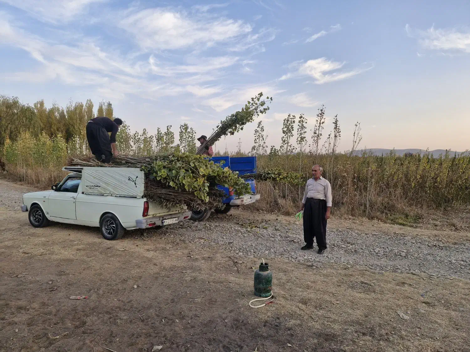 نمایندگی صنوبر میاندوآب بقیمت عمده|خدمات باغبانی و درختکاری|ساری, |دیوار