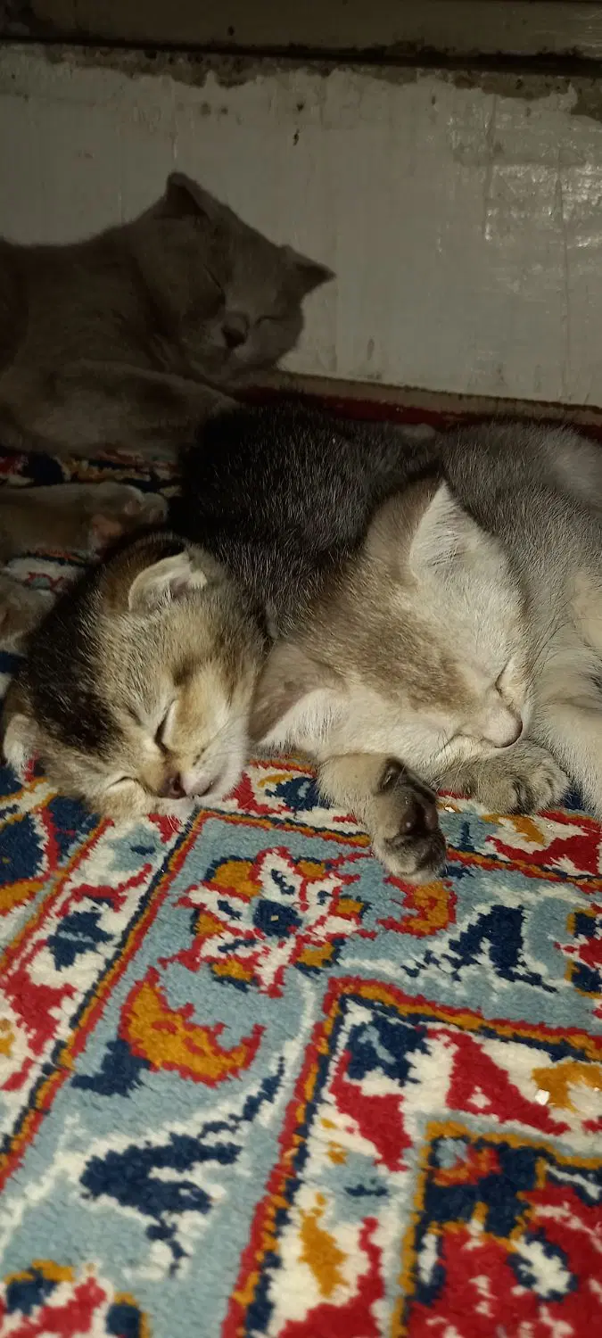 گربه|گربه|قوچان, |دیوار