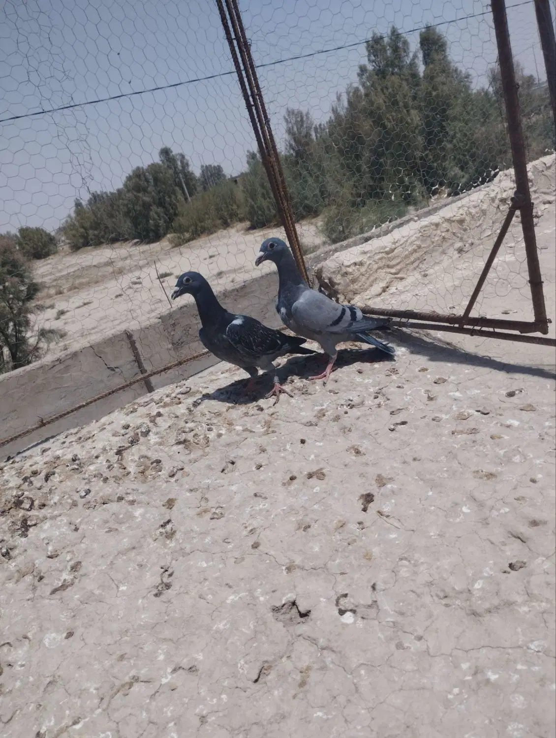 جوجه|پرنده|زابل, |دیوار