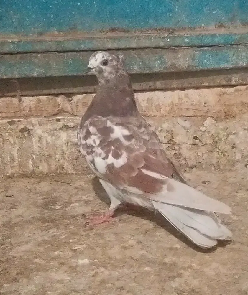 کفتر|پرنده|ساوه, |دیوار